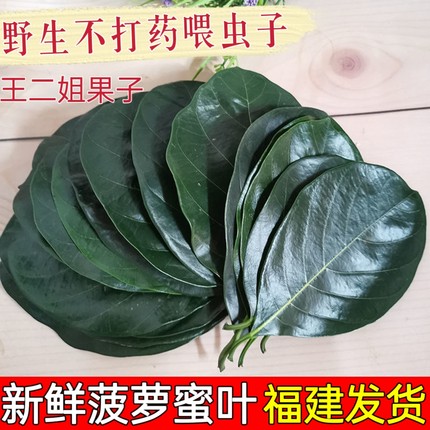 现摘新鲜菠萝蜜叶子菠萝包糍粑艾饼垫叶装饰可喂鸣虫素背冠脉喂兔