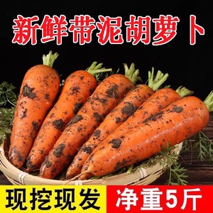 新鲜蔬菜水果 脆甜红心萝卜5斤3斤整箱胡萝卜10斤 现挖发货 包邮