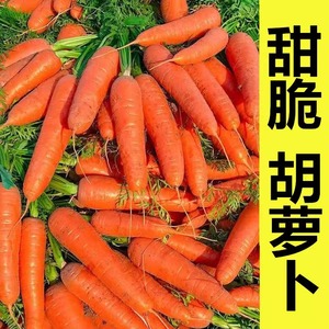 沙地胡萝卜沙地生吃特农家蔬菜脆甜红黄心胡罗卜10斤新鲜整箱