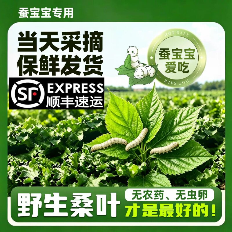 新鲜桑叶喂蚕宝宝饲料学生养蚕套装鲜嫩喂小蚕专用现摘现发桑树叶图片