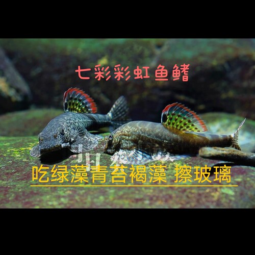 双吸盘彩虹鱼鳍冷水清道夫麦式吸鳅除褐藻免加温吃绿藻青苔擦玻璃