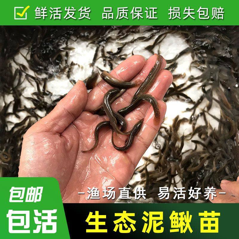 台湾泥鳅钓鱼苗本地鲜活筏钓鱼养殖淡水乌龟龙鱼宠物饲料当天发货,宠物/宠物食品及用品,鱼,淘宝优惠券,粉丝福利购,淘宝优惠卷