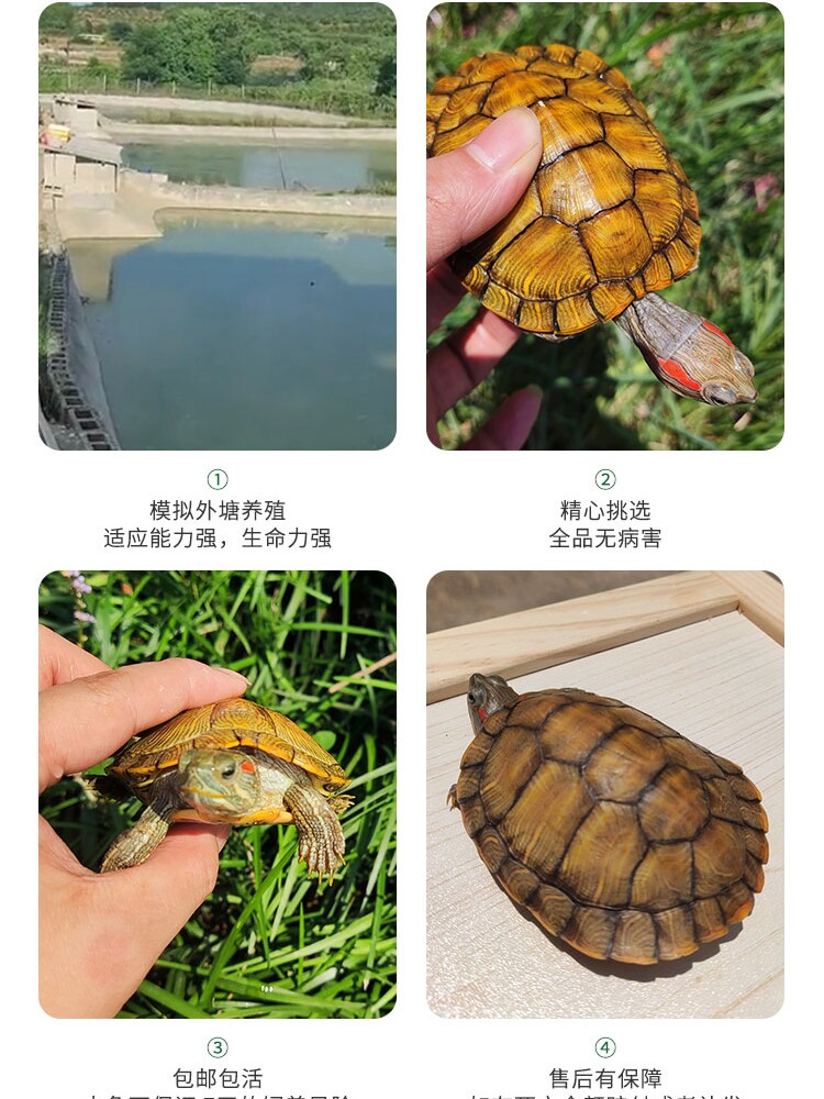 送龟粮黄金情侣龟乌龟活体小乌龟活物红耳巴西龟好养活宠物观赏龟