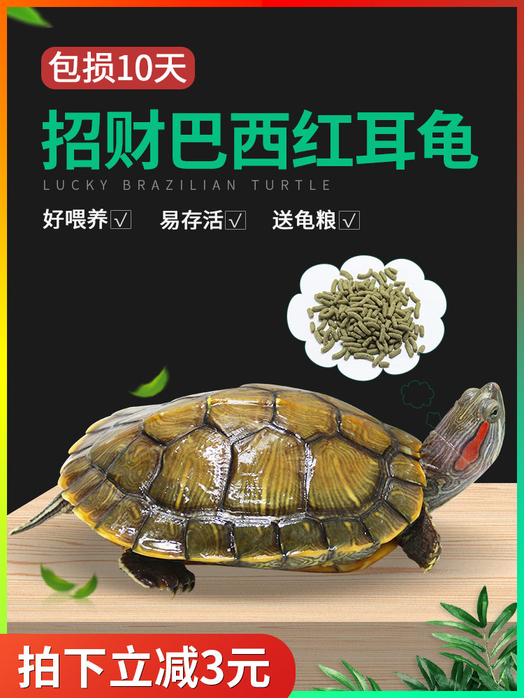 中华草龟外塘长寿龟巴西龟观赏小乌龟半水龟观赏金线乌龟墨龟