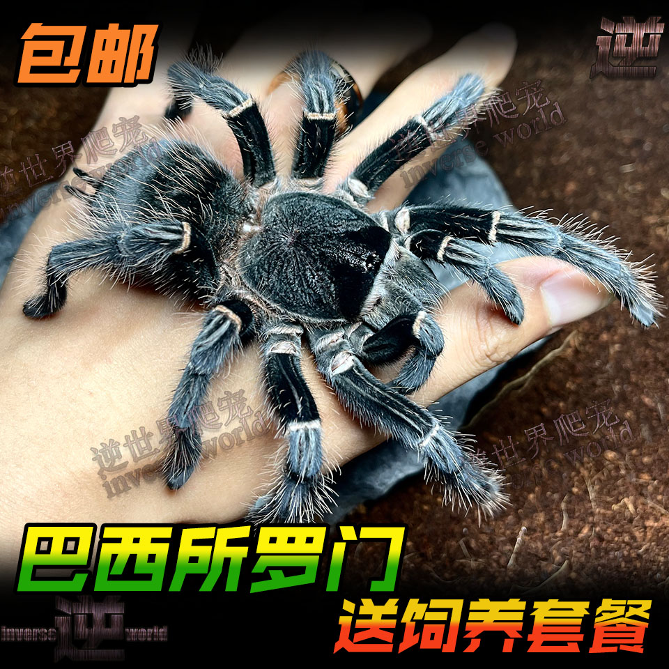 新网红新手入门品种巴西所罗门3-20厘米大体型爬虫蜘蛛宠物活体箱