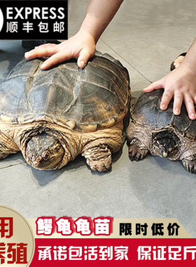 鳄龟活物食用鳄鱼龟大的食用乌龟大鄂龟肉杂佛北美宠物苗包活外塘