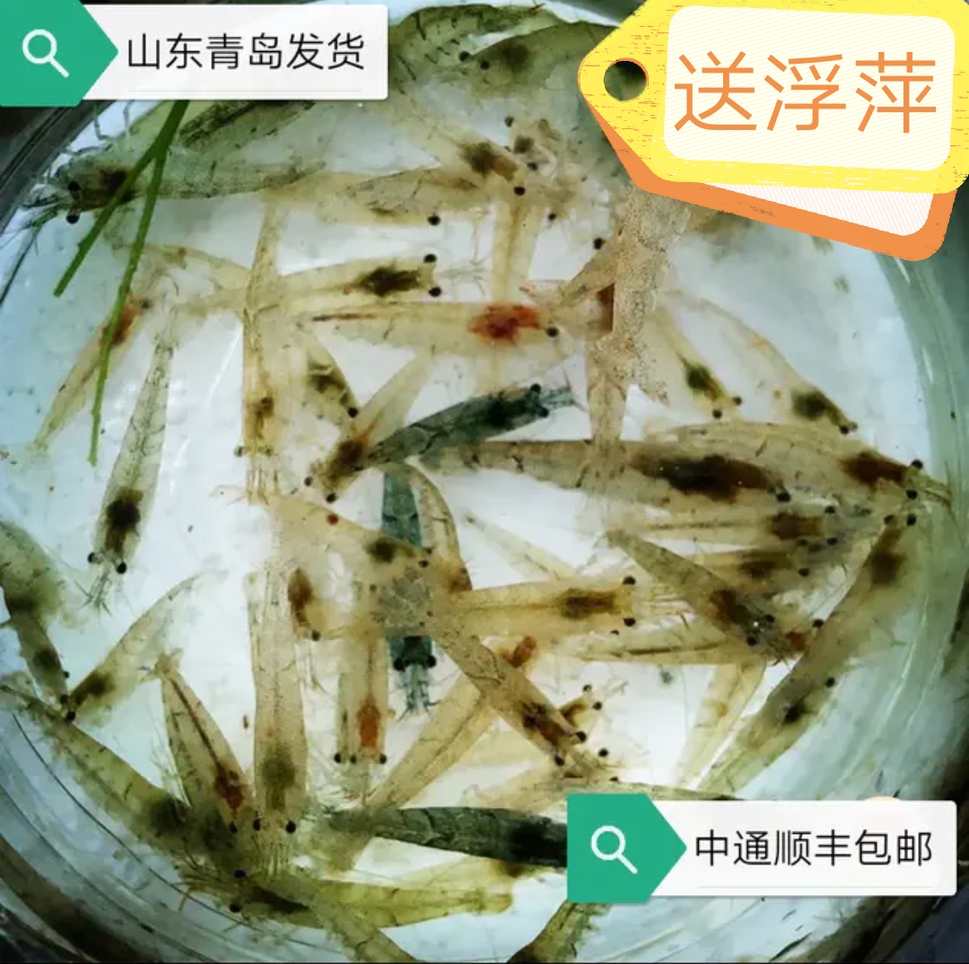 黑壳虾除藻虾观赏虾草缸活体乌龟鱼食蓝宝石虾樱花虾集火螃蟹汽水