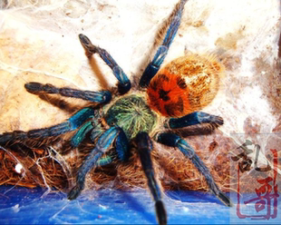 委内瑞拉红绿橙3-8厘米新手入门级 宠物活体宠物蜘蛛养色彩艳丽