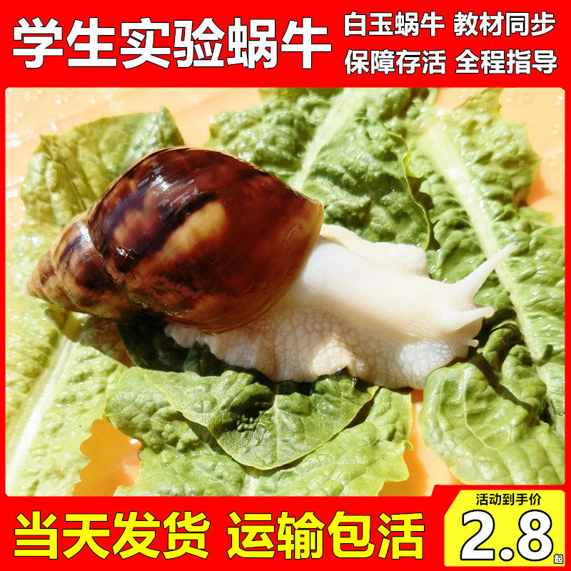 宠物白玉蜗牛活体学生科学实验观察套装巨型大蜗牛观赏教学小蜗牛