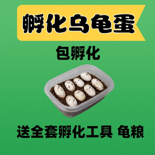 小乌龟蛋可孵化乌龟蛋套装中华草龟蛋可孵化墨龟蛋小宠物乌龟活物