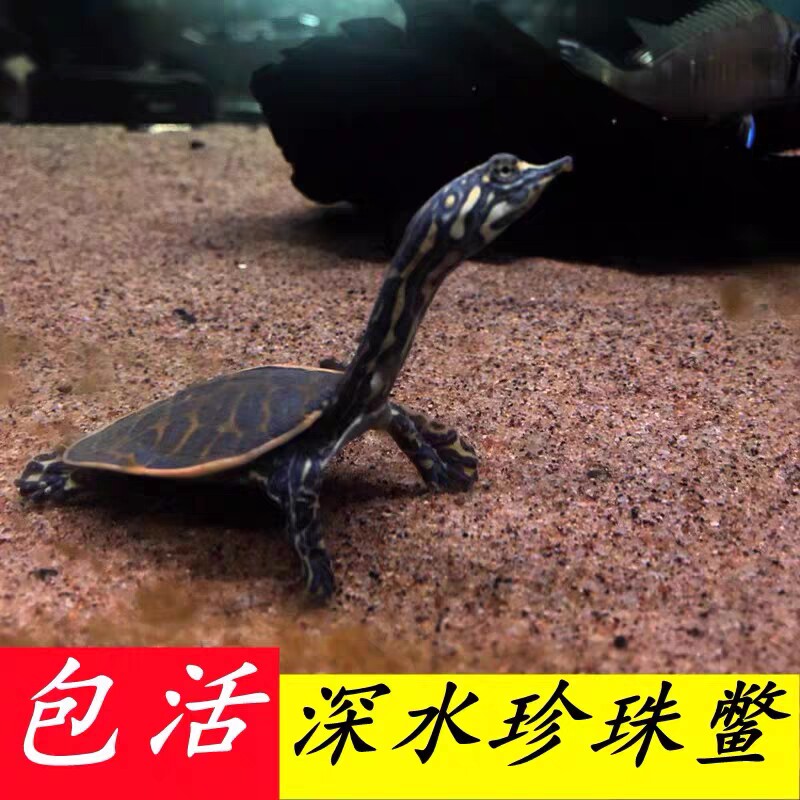 观赏甲鱼珍珠鳖小鳖苗宠物角鳖苗乌龟活体鱼缸混养淡水黄金深水龟图片