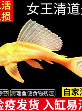 黄金红眼女王清道夫大帆女皇活体大型小型垃圾异型鱼缸热带观赏鱼