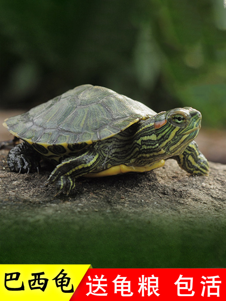 乌龟活物巴西龟小乌龟活体观赏宠物龟红耳黄金家养水龟苗大金钱龟,宠物/宠物食品及用品,龟/鳖,淘宝优惠券,粉丝福利购,淘宝优惠卷