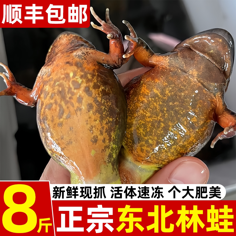 东北母林蛙雪蛤母豹子新鲜速冻真空发货正宗林蛙产地直发顺丰包邮