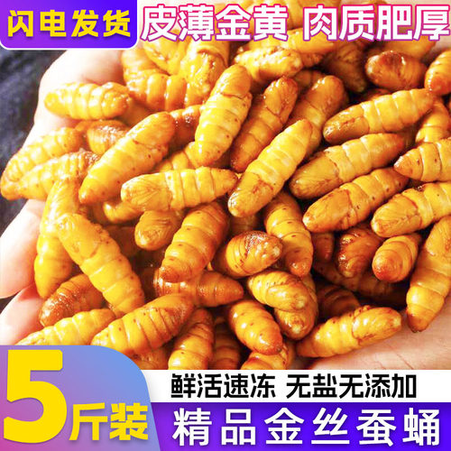 5斤金丝蚕蛹净重无冰快速发货