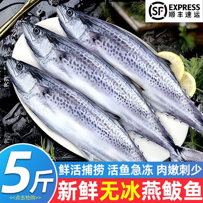 青岛燕鲅鱼新鲜冷冻海捕特大鲅鱼