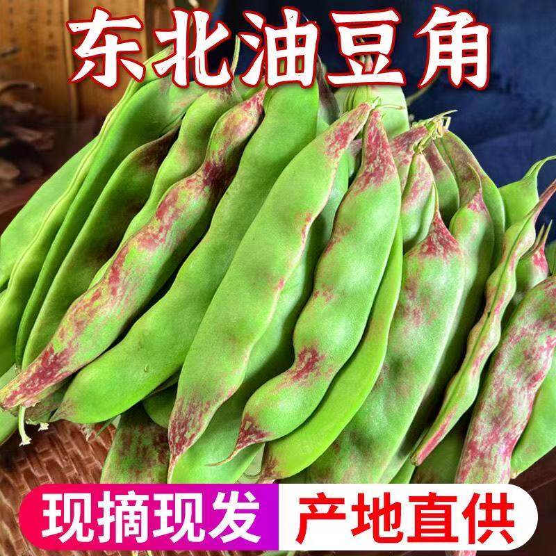 东北正宗一点红油豆角新鲜现摘农家自种紫花油豆角大油豆