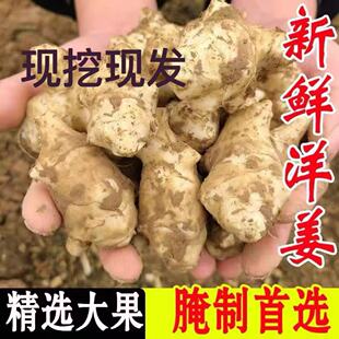 2026现挖现发野生洋姜鬼子姜不辣生阳姜农家蔬菜泡菜酱菜凉拌腌制