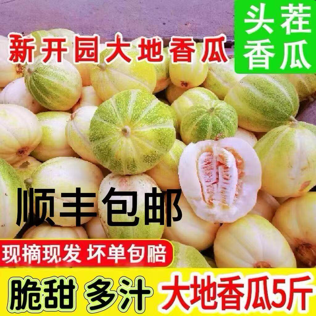 东北大地香瓜白糖罐京蜜甜瓜新鲜当季现摘孕妇水果老式香瓜脆甜蜜