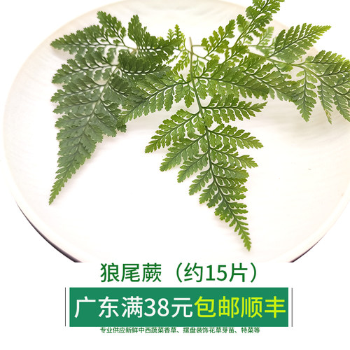 新鲜狼尾蕨苗狼尾蕨叶西餐日料酒店餐厅装饰摆盘意境沙拉拉苗