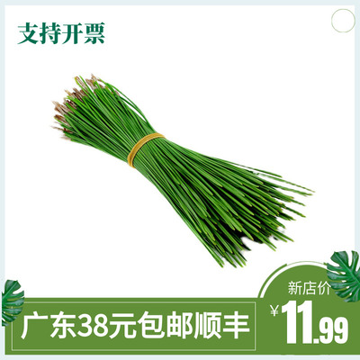 新鲜大松针马尾松250g黑松非香松黄金柳芽西餐摆盘装饰非蓬莱松针