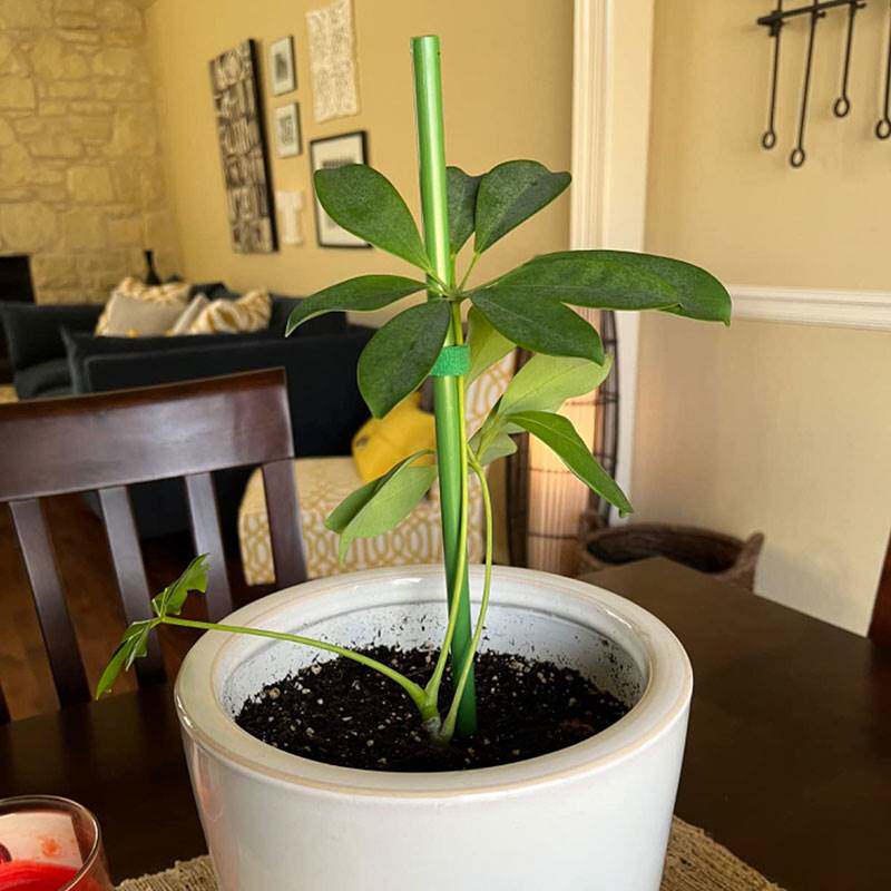 文竹支撑架植物固定防倒伏龟背竹支撑杆绿萝爬藤花架支架园艺造型