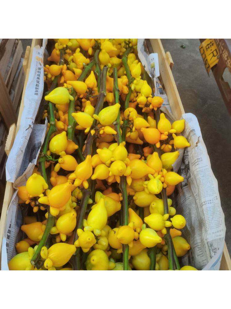 五代同堂黄金果正宗广西有角水培金色喜庆可爱耐养特色观赏植物