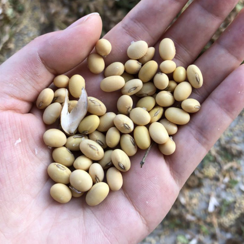 25年新土黄豆老品种非转基因