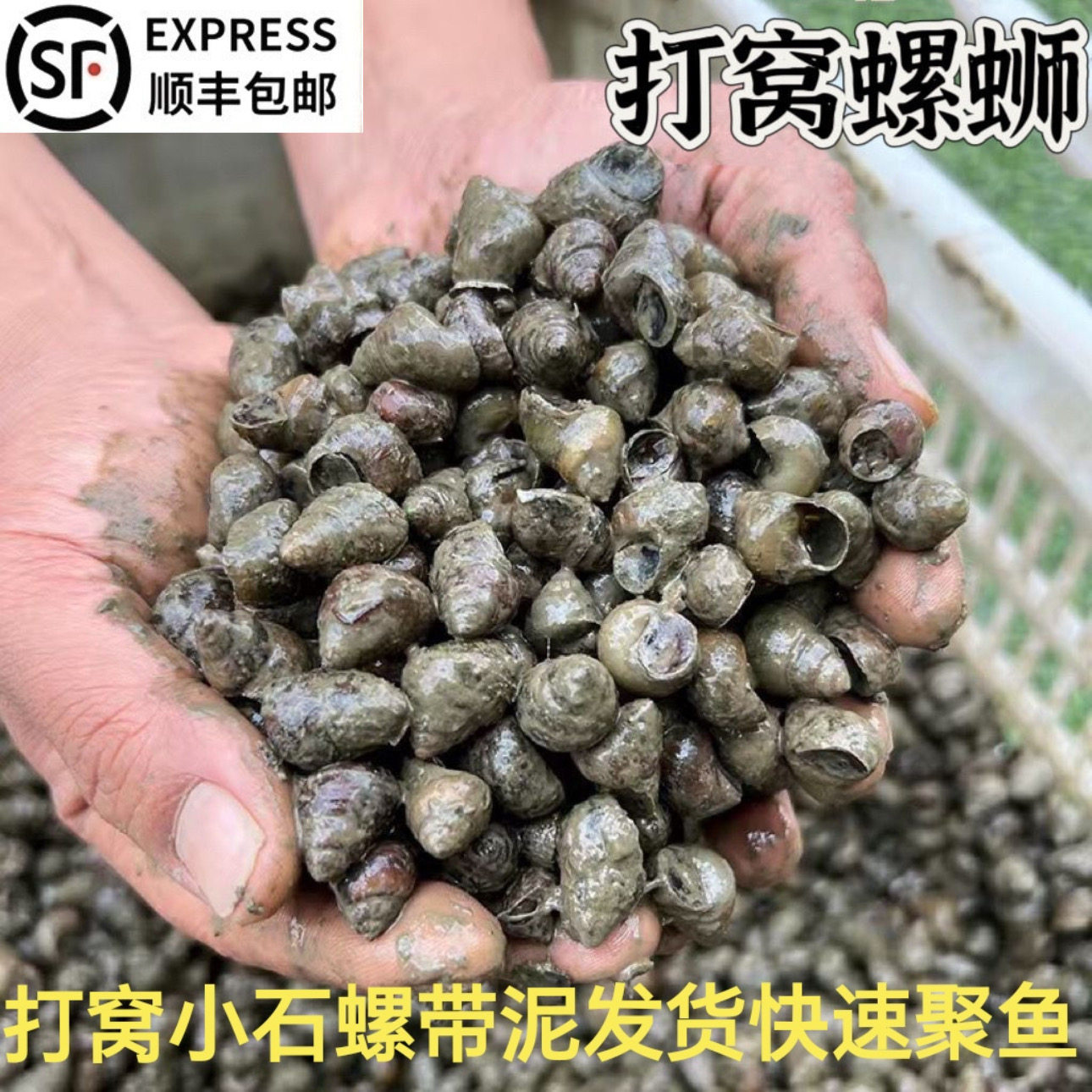 顺丰钓鱼螺钓青鱼泥螺鲜活田螺活体螺蛳青鱼饵现货打窝料石螺批发,宠物/宠物食品及用品,螺,淘宝优惠券,粉丝福利购,淘宝优惠卷