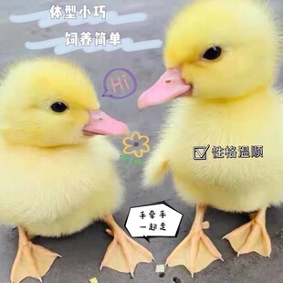 宠物鸭柯尔鸭活物网红鸭子活苗小黄鸭可达鸭科尔鸭幼仔学生好养活