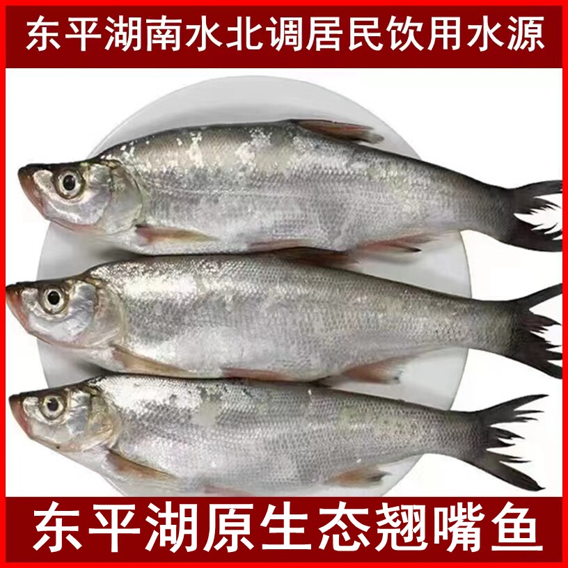 （净重）东平湖原生态翘嘴鱼小白淡水鱼类