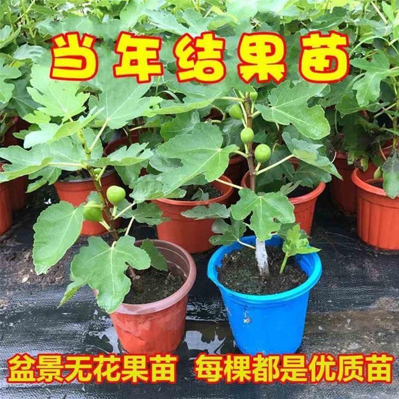 无花果树苗当年结果布兰瑞克室内外矮化盆栽新品种波姬红南北