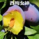 新品 种果树苗西梅皇后李子树苗西梅女神李子苗嫁接苗南方北方种植