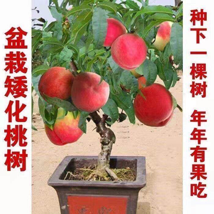 矮化盆栽桃树苗蟠桃寿桃水蜜桃苗盆栽地栽南北方四季种植当年结果