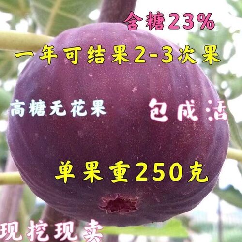 正宗优质嫁接砂糖无花果抗寒南北方种植当年结果果树无花果树苗