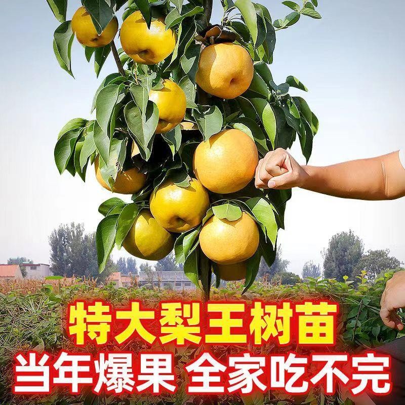 梨树果苗嫁接新品种苹果秋月梨子树活苗南北方种植果树苗当年结果