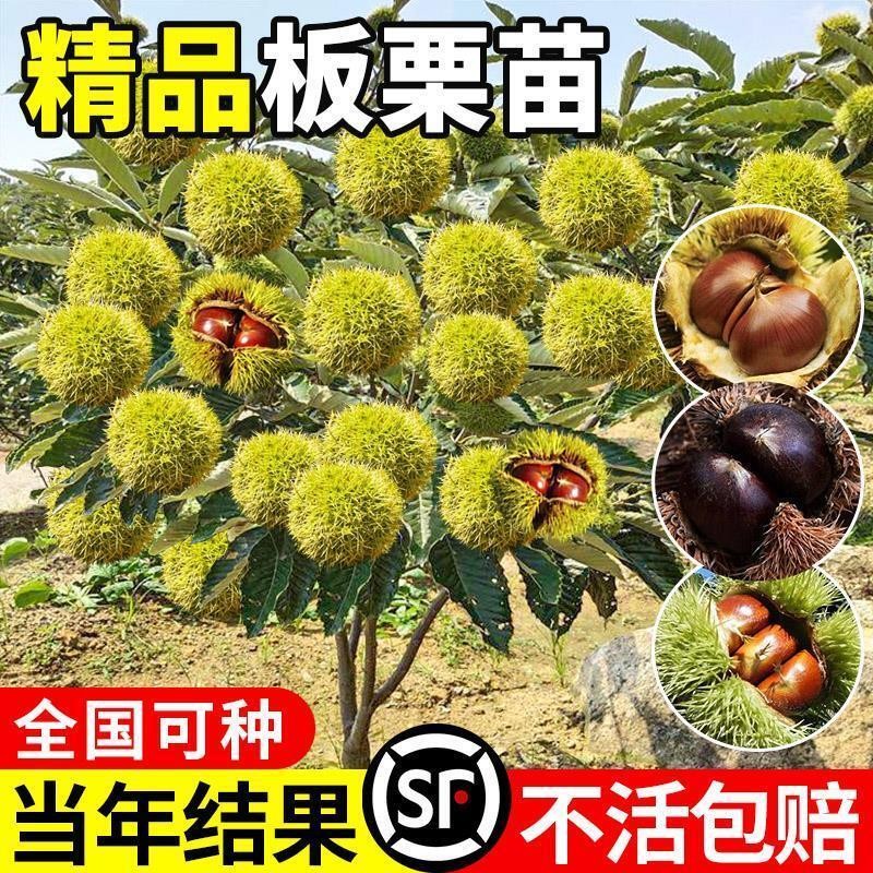 嫁接板栗苗树地栽南方北方种植大红袍板栗树果树果苗当年结果