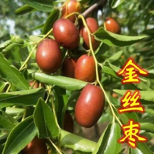 金丝枣树苗南方北方种植盆栽嫁接枣树苗庭院当年结果甜枣树苗