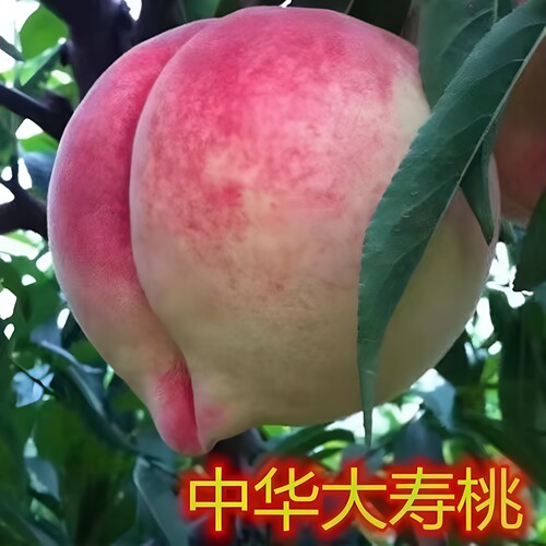 中华大寿桃树苗嫁接新品种