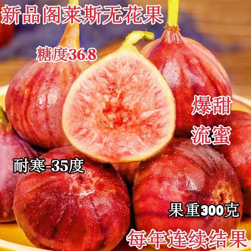 正宗格莱斯无花果树苗新品种大果盆栽地栽南北方四季种植当年结果