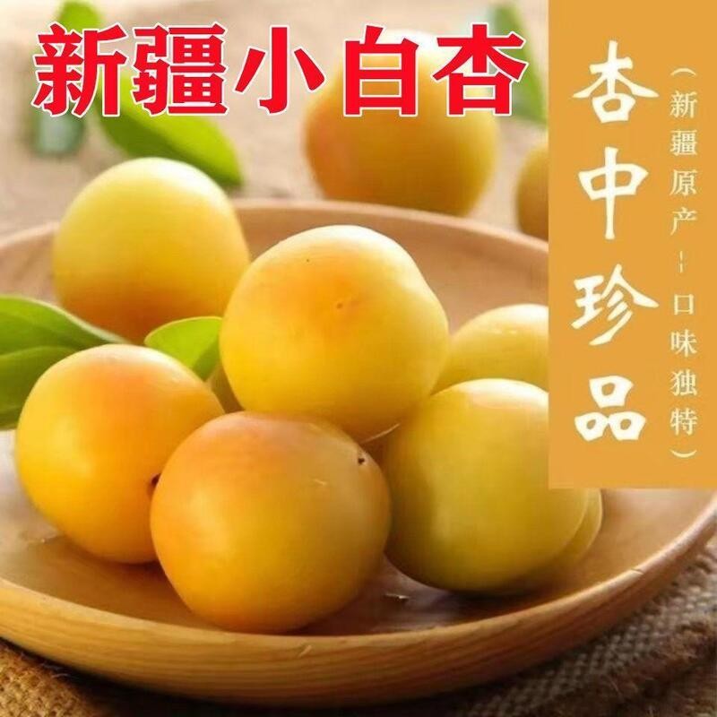 新疆小白杏树苗杏苗嫁接苗果树新品种盆栽地栽南北方种植当年结果
