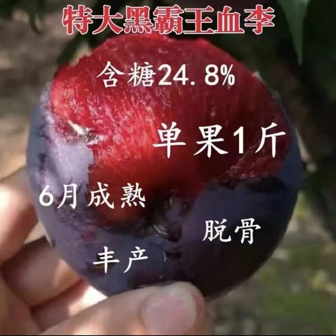 特大黑霸王李子树苗脱骨红心黑布林特大果布朗蜂糖李子苗当年结果