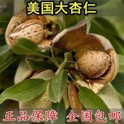 薄皮巴旦木树苗果苗美国大杏仁树苗扁桃仁坚果树苗坚果树苗庭院