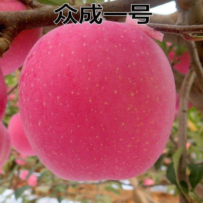 新品种果树苗众成一号苹果树苗嫁接苗南方北方种植苹果苗当年结果