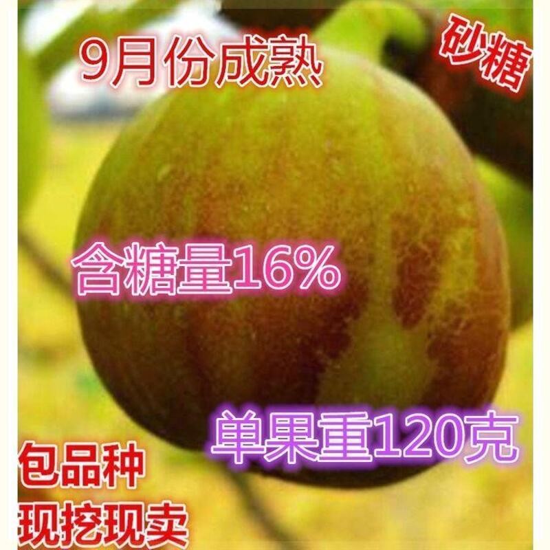 砂糖无花果树苗香甜可口产量高耐寒盆栽地栽无花果树苗南北方种植