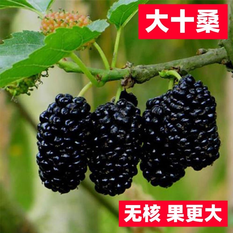 桑葚树苗台湾四季长果桑葚树苗嫁接无籽大果桑葚苗树庭院带果发货