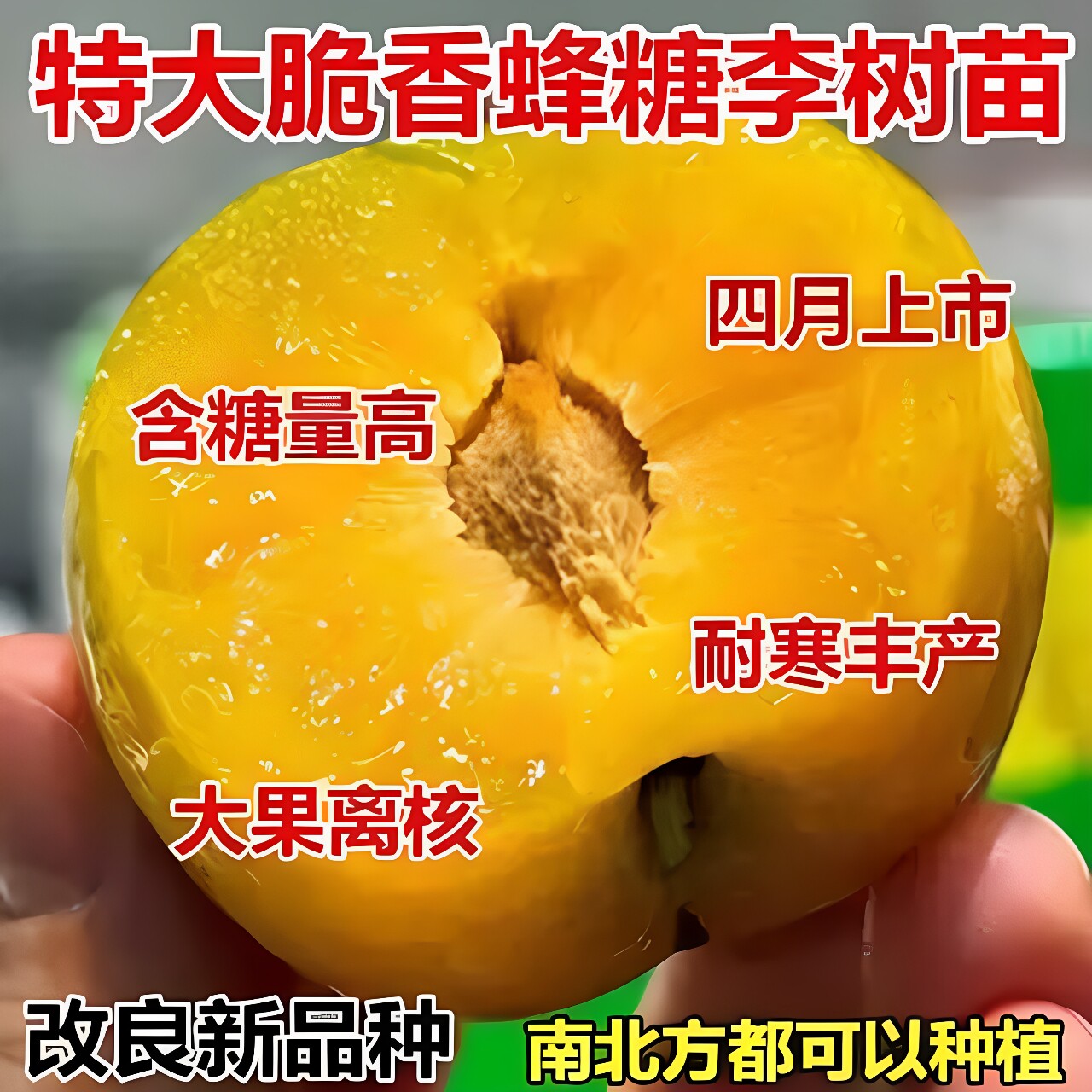 新品种李子树苗特大蜂糖李脱骨蜂糖李嫁接苗南方北方种植当年结果