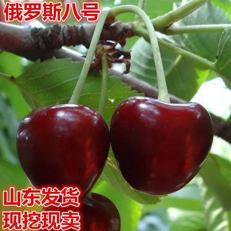 车厘子树苗 俄罗斯八号大樱桃树苗脱毒矮化俄8樱桃地栽苗当年结果