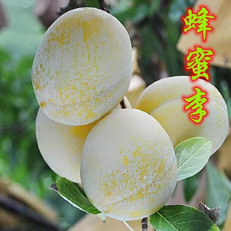 正宗嫁接蜂蜜李子树苗南北方种植地栽盆栽果树苗正宗蜂糖李子树苗
