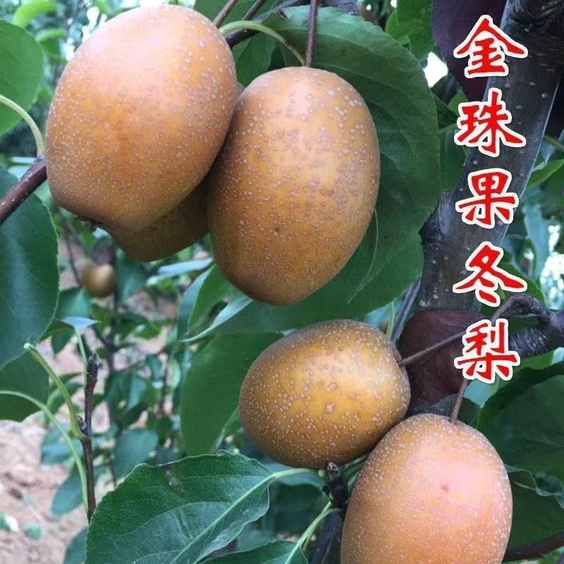 金珠果梨树苗嫁接梨树苗盆栽地栽果树苗沙梨王果树苗当年结果